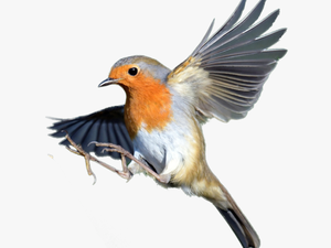 Transparent Robin Bird Png - European Robin