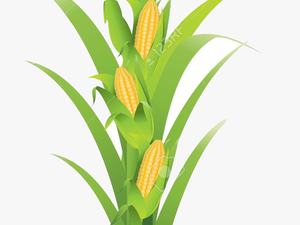 Corn Planting Transparent Png - Pe De Milho Em Png