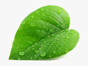 Green Leaf Png - Single Green Le