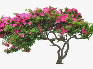 Bougainvillea Drawing Plant Banner Transparent Download - Tree With Flower Png