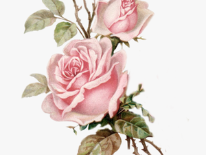 Vintage Roses Png - Pink Roses Png