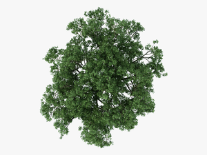 Transparent Tree Plan Png - Plan Trees For Photoshop