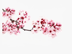 Cherry Blossom Png - Japanese Flower Sakura Png