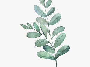 Watercolour Green Leaves Png 