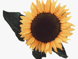 Aesthetic Sunflower Png Image - 