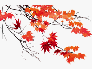 Autumn Leaf Color Maple Leaf - F