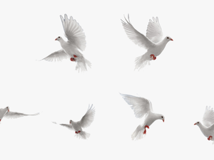 Birds Png Image Transparent - Transparent White Bird Png