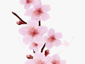 Transparent Cherry Blossom Png -