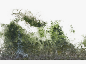 Moss Texture Png - Wall Moss Tex