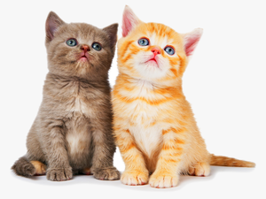Transparent Kitten Png - Cat Pic