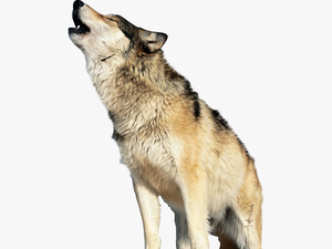 Wolf Howling Transparent Backgro