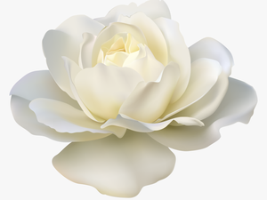 Rose White Flower Png