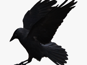 Flying Crows Png Download - American Crow