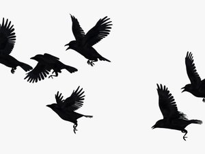 Crows Flying Transparent Backgro